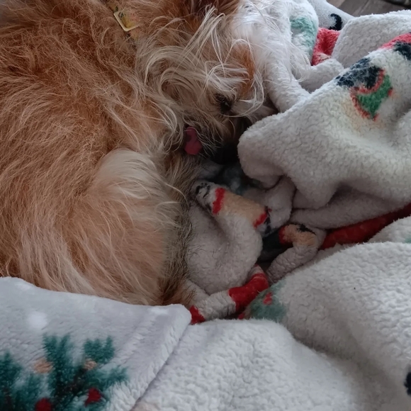 Meet your Posher, Natalie 🐶🐱❤️🐾 - Picture 3 of 12